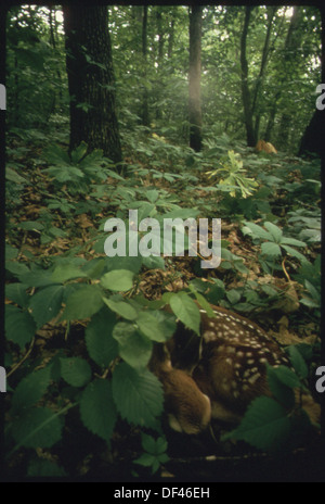 Un fawn riposa sotto arbusti a bassa crescita in un'area forestale a Horseshoe Bend. L'immagine cattura l'habitat naturale della fauna selvatica della regione, mostrando la pacifica convivenza degli animali e dell'ambiente. Foto Stock