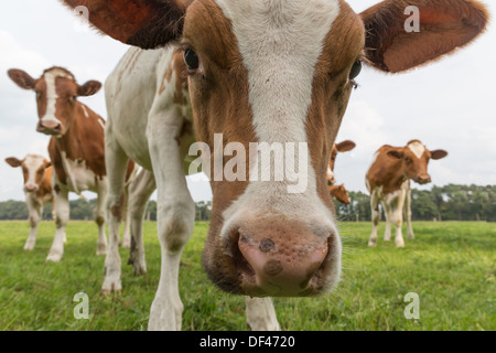 Curioso mucche in pascolo olandese Foto Stock