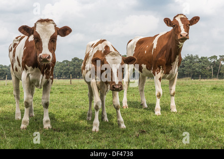 Curioso mucche in pascolo olandese Foto Stock