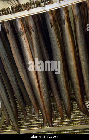 Severn & Wye Smokery,dove le anguille sono allevati da anguille,restituito al fiume Severn,catturati come adulti e affumicato per cibo.un pesce del Regno Unito Foto Stock