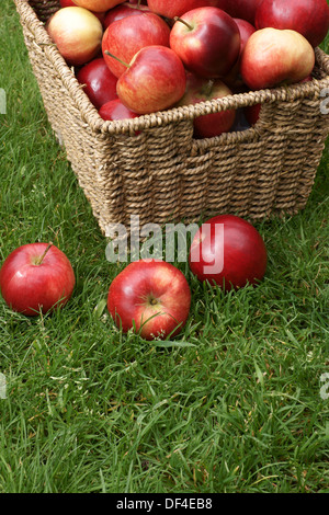 Rosso brillante scoperta mele appena raccolto Foto Stock