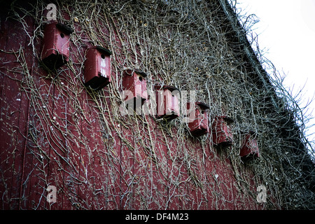 Fila di Birdhouses rosso sul lato della stalla coperta in Dead Vigne Foto Stock