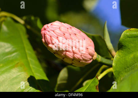 Ombrello magnolia (magnolia tripetala) Foto Stock