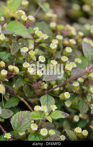 Aztec sweet herb (lippia dulcis) Foto Stock