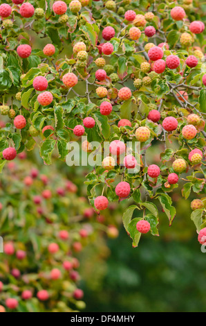 Giapponese sanguinello (cornus kousa) Foto Stock