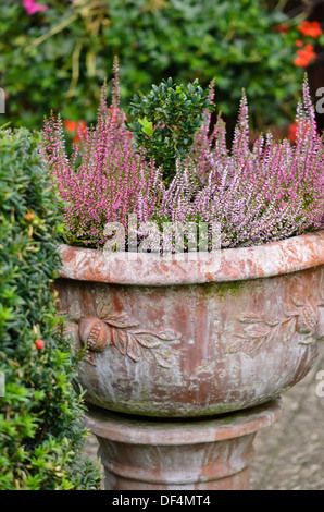 Comune di heather (Calluna vulgaris) in una vasca di fiori Foto Stock