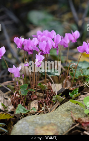 Edera-lasciava ciclamino (cyclamen hederifolium syn. cyclamen neapolitanum) Foto Stock