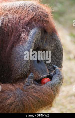 Sumatra orango (Pongo abelli) . Maschio adulto che mostra la guancia piazzole o lembi, su entrambi i lati della faccia. Tenendo un pomodoro. Foto Stock