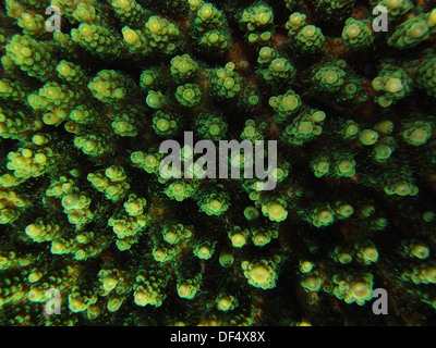 Dettaglio di un sano verde corallo Acropora colonia, Great Barrier Reef Marine Park, Queensland, Australia Foto Stock
