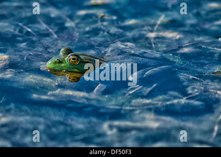 Parzialmente sommerso Bullfrog in stagno Foto Stock