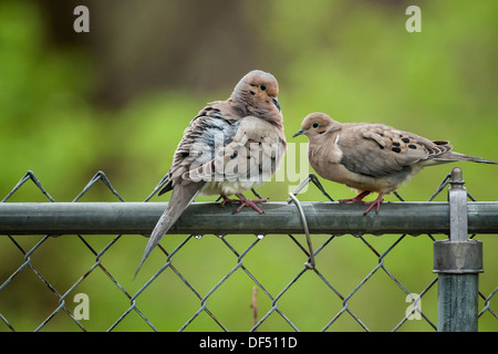 Coppia di lutto colombe seduto sulla recinzione metallica Foto Stock