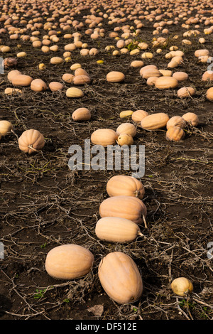 Zucche in fattoria campo pronto per la mietitura Foto Stock