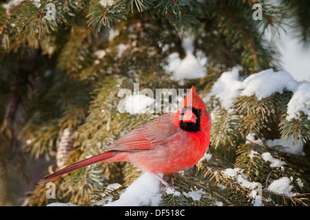 Maschio Cardinale settentrionale di pini con la neve sui rami Foto Stock