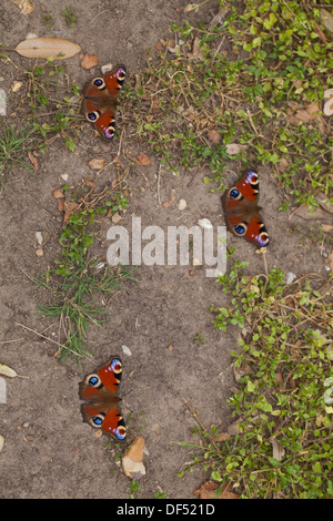 Peacock farfalle (Inachis io). Tre recentemente emerso dalle pupe stadio, in appoggio sul terreno. Agosto. Norfolk. Foto Stock