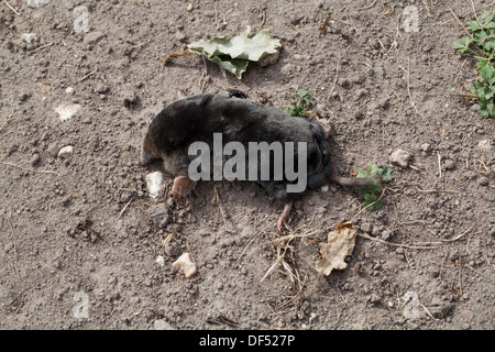 Mole (Talpa europaea). Trovato morto sopra duro, secco, massa dopo un prolungato periodo di siccità. La fame. Norfolk. Regno Unito. Foto Stock