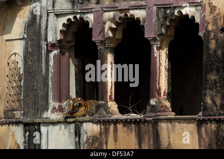 Royal tigre del Bengala in antico monumento di Ranthambhore National Park in India Foto Stock