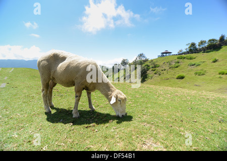 Una pecora nella prateria a Cingjing Farm Foto Stock