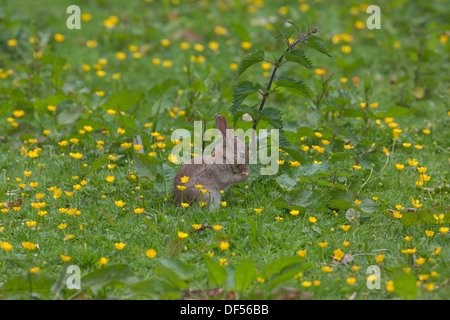 Coniglio (oryctolagus cuniculus). Tra Creeping Renoncules (Ranuculus repens), lavando la faccia. Foto Stock