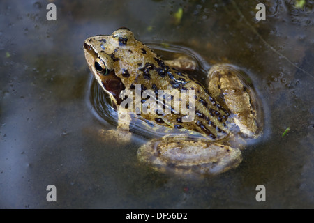Politica europea comune o rana di erba (Rana temporaria). Sul bordo di un laghetto in giardino. Foto Stock