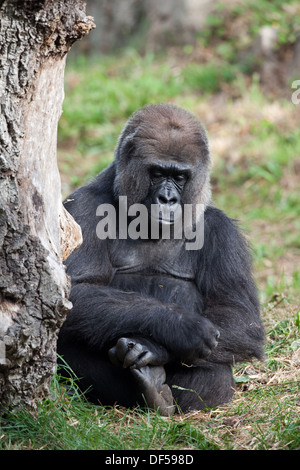 Pianura occidentale (Gorilla Gorilla gorilla gorilla). Kishka. Femmina. Trenta cinque anni. Durrell Wildlife Park, Jersey, C I . Foto Stock