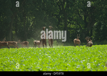 Il cervo (Cervus elaphus). Due cerve nella controversia sul bordo del bosco, tra allevamento alimentazione da un campo arabile coltivazione della barbabietola da zucchero. Foto Stock