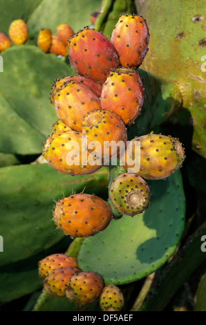 Ficodindia frutti. Isola di Maiorca. Spagna Foto Stock