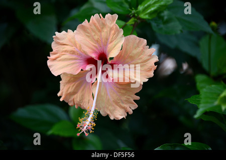 Peach e sangue rosso / viola di fiori di ibisco Foto Stock