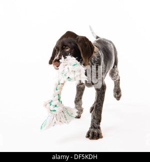 Riproduzione di filo tedesco a pelo cucciolo di puntatore, dodici settimane, sfondo bianco Foto Stock