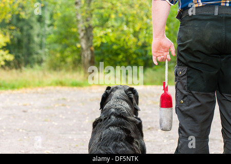 Proprietario del cane treni labrador retriever con un manichino, labrador retriever siede sul fianco, formato con orizzonte di riferimento Foto Stock