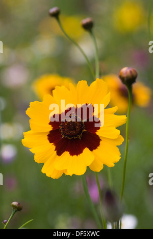 Coreopsis crescendo in un prato di fiori selvaggi. Tickseed fiore. Foto Stock