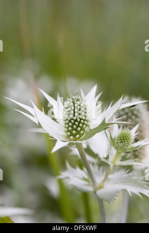 Eryngium giganteum 'Silver fantasma', in prossimità del mare-holly fiore. Foto Stock