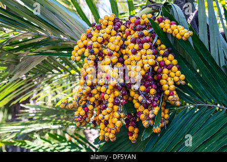 Il velenoso e tossico semi di Formosa Palm, Arenga engleri. Foto Stock