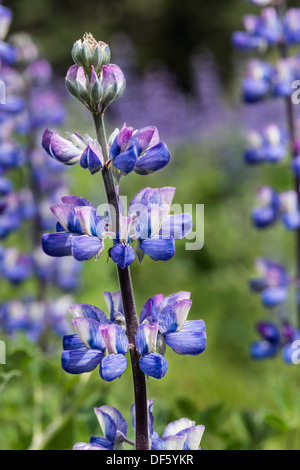 Close-up di una fioritura di lupino selvatico (Lupinus perennis), le cozze Creek, mid-coast British Columbia Foto Stock