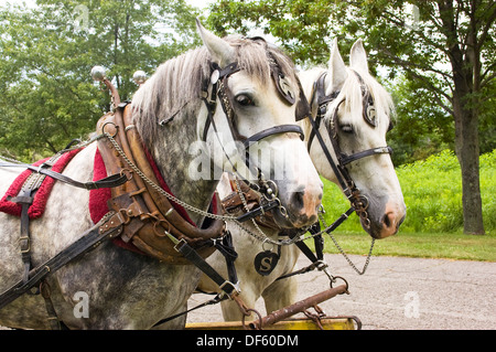 Colline punteggiano il team grigio di Percheron cavalli da lavoro nel sistema di cavi accanto alla strada di campagna Foto Stock