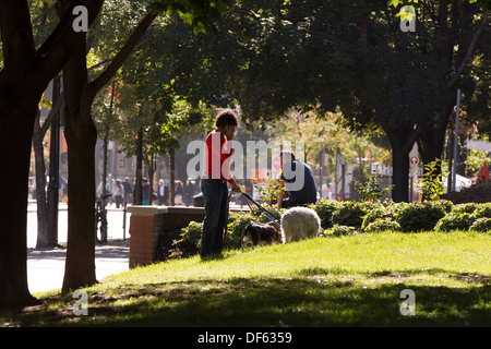 Uomo che cammina con 3 cani mentre parlano al telefono cellulare in Berczy Park di Toronto Foto Stock