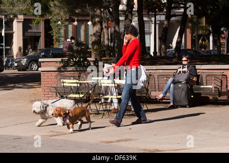 Uomo che cammina 3 cani mentre parlano al telefono cellulare in Berczy Park di Toronto Foto Stock