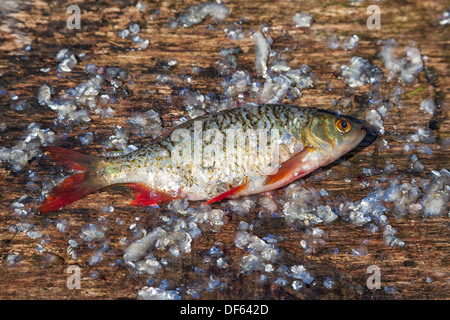 Pesce crudo rudd sul vecchio tagliere di legno Foto Stock