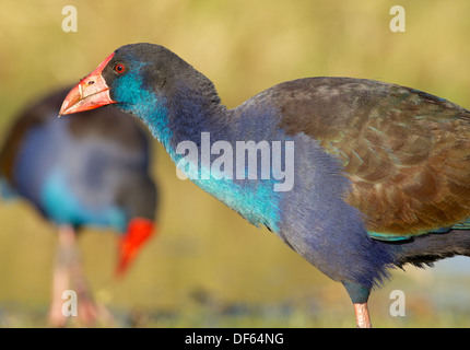 Il Purple Swamphen (Porphyrio porphyrio), fotografato in Australia, è un "wamp hen" nella rampa in famiglia. Foto Stock