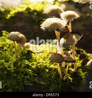 Preston, Lancashire, Regno Unito. Il 28 settembre 2013. Nuovo autunno funghi a Brockholes riserva naturale. © Luisa Rossi Burton/Alamy Live News Foto Stock