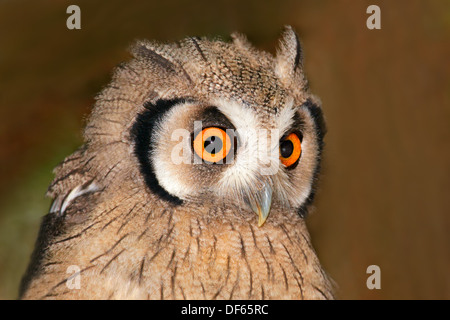 Close-up verticale di una di fronte bianco-civetta (Otis leucotis) con grandi occhi Arancio, Sud Africa Foto Stock