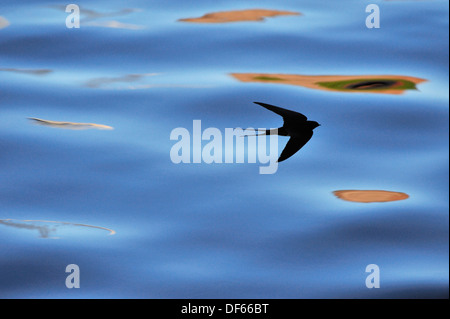 Swallow Hirundo rustica Foto Stock