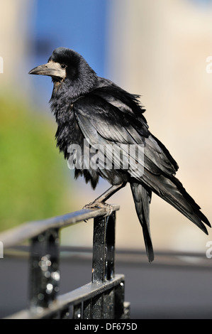 Rook Corvus frugilegus Foto Stock