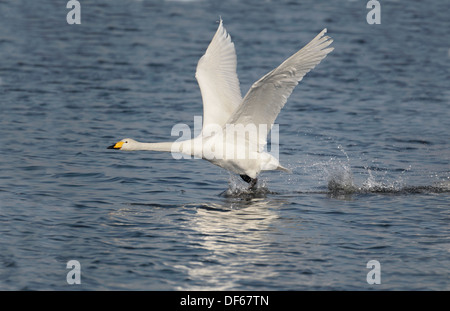 Whooper Swan Cygnus cygnus Foto Stock