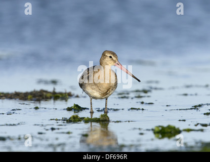 Nero-tailed Godwit Limosa limosa Foto Stock