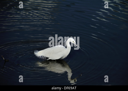 Airone bianco guadare in acqua poco profonda Foto Stock