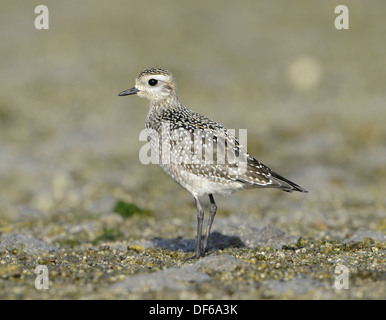 American Golden Plover - Pluvialis dominica Foto Stock