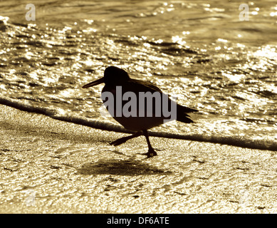 Oystercatcher Haematopus ostralegus Foto Stock