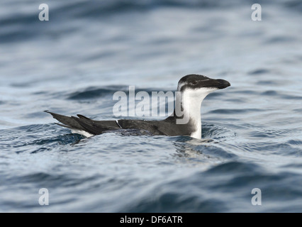 Razorbill Alca torda Foto Stock