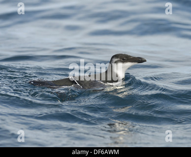 Razorbill Alca torda Foto Stock