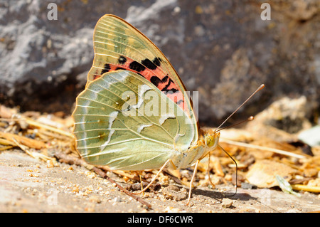 Il Cardinale Fritillary (Argynnis pandora) Foto Stock